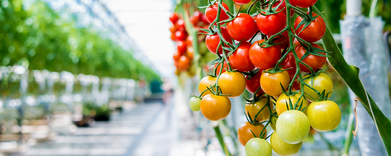 Greenhouse_Tomatoes Greenhouse_Tomatoes