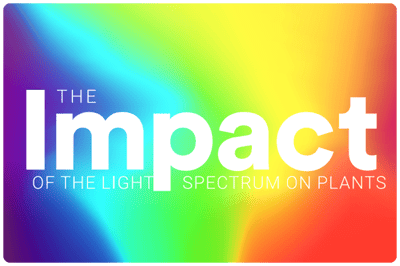 Light Spectra_Infographic-preview